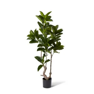 Ficus Altissima Tree - 100 x 60 x 155cm by null, a Plants for sale on Style Sourcebook