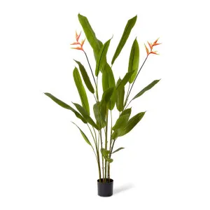 Heliconia Flowering Plant - 80 x 80 x 180cm by null, a Plants for sale on Style Sourcebook