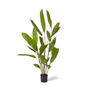 Heliconia Plant - 70 x 70 x 160cm by null, a Plants for sale on Style Sourcebook