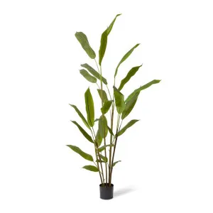 Heliconia Plant - 80 x 80 x 210cm by null, a Plants for sale on Style Sourcebook