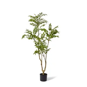 Japanese Lacquer Tree - 64 x 60 x 133cm by null, a Plants for sale on Style Sourcebook
