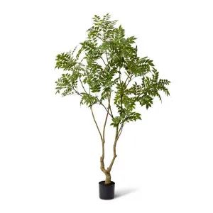 Japanese Lacquer Tree - 100 x 80 x 220cm by null, a Plants for sale on Style Sourcebook
