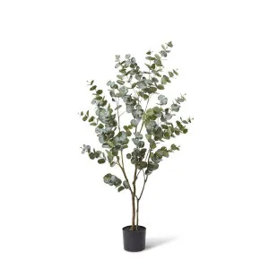 Eucalyptus Tree - 60 x 50 x 150cm by null, a Plants for sale on Style Sourcebook