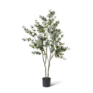 Eucalyptus Tree - 70 x 60 x 170cm by null, a Plants for sale on Style Sourcebook