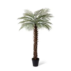 Palm Cycas - 120 x 120 x 210cm by null, a Plants for sale on Style Sourcebook