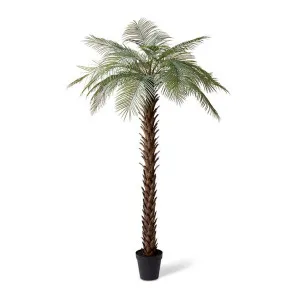 Palm Cycas - 120 x 120 x 260cm by null, a Plants for sale on Style Sourcebook
