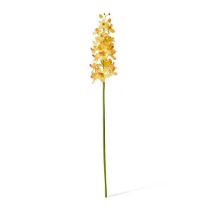 Orchid Vanda Stem - 9 x 10 x 69cm by null, a Plants for sale on Style Sourcebook