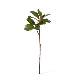 Magnolia Classic Leaf Spray - 24 x 36 x 78cm by null, a Plants for sale on Style Sourcebook