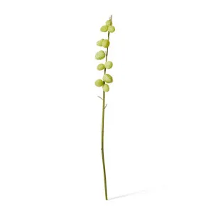Milk Weed Stem - 12 x 17 x 119cm by null, a Plants for sale on Style Sourcebook