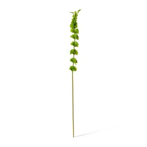 Bells of Ireland Stem - 6 x 8 x 99cm by null, a Plants for sale on Style Sourcebook