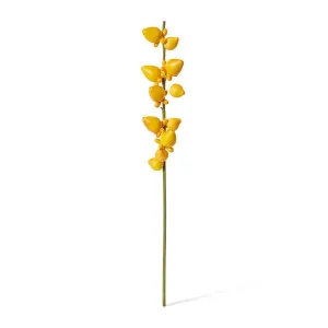 Bear Fruit - 10 x 14 x 79cm by null, a Plants for sale on Style Sourcebook