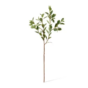 Euphorbia Leaf Spray - 23 x 42 x 97cm by null, a Plants for sale on Style Sourcebook