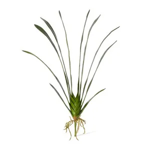 Orchid Cymbidium Leaf - 19 x 43 x 66cm by null, a Plants for sale on Style Sourcebook