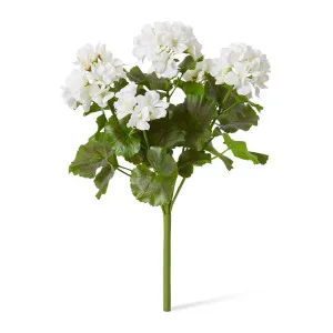 Geranium (Outdoor) Bush - 23 x 26 x 41cm by null, a Plants for sale on Style Sourcebook