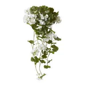 Geranium (Outdoor) Bush - 69 x 76 x 86cm by null, a Plants for sale on Style Sourcebook