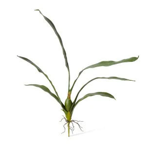 Orchid Oncidium  Leaf - 17 x 44 x 72cm by null, a Plants for sale on Style Sourcebook