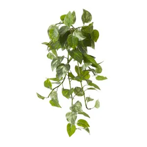 Pothos (Outdoor) Hanging Plant - 55 x 59 x 81cm by null, a Plants for sale on Style Sourcebook