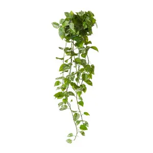 Pothos (Outdoor) Hanging Plant - 55 x 70 x 122cm by null, a Plants for sale on Style Sourcebook