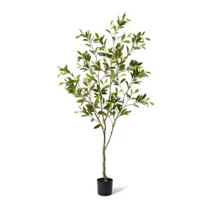 Citrus Tree - 90 x 90 x 213cm by null, a Plants for sale on Style Sourcebook