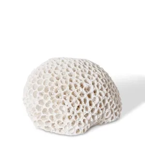 Coral Brain - 16 x 13 x 9cm by null, a Statues & Ornaments for sale on Style Sourcebook