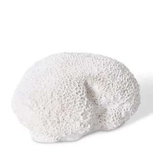 Coral Brain - 23 x 19 x 11cm by null, a Statues & Ornaments for sale on Style Sourcebook