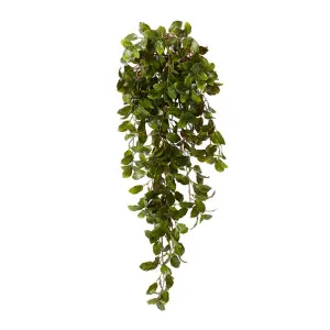 Fittonia Leaf Bush (Outdoor) - 50 x 40 x 89cm by null, a Plants for sale on Style Sourcebook