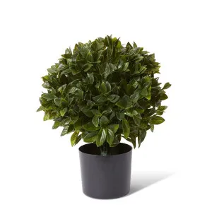 Topiary Gloxinia Potted (Outdoor) - 30 x 30 x 51cm by null, a Plants for sale on Style Sourcebook