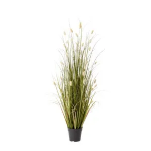 Grass Bunny Tail Potted Plant Green - 60cm x 60cm x 122cm by null, a Plants for sale on Style Sourcebook