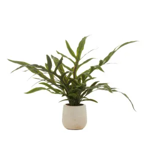 Blue Star Fern Pot 69x39cm in Green by OZ Design, a Plants for sale on Style Sourcebook