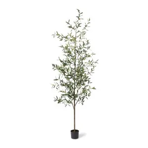 Olive Tree - 80 x 60 x 255cm by null, a Plants for sale on Style Sourcebook