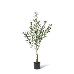 Olive Tree - 50 x 40 x 120cm by null, a Plants for sale on Style Sourcebook
