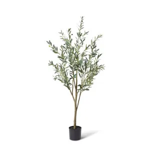 Olive Tree - 60 x 50 x 180cm by null, a Plants for sale on Style Sourcebook