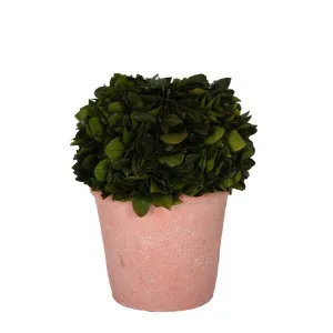 Preserved Holly Ball in Terracotta Pot by Florabelle Living, a Plants for sale on Style Sourcebook