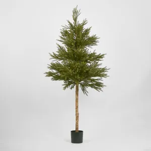 Scandi Spruce Tree 180cm by Florabelle Living, a Plants for sale on Style Sourcebook