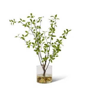 Pittosporum Plant - Vera Vase - 58 x 42 x 98cm by null, a Plants for sale on Style Sourcebook