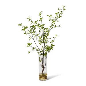 Pittosporum Plant - Vera Vase - 82 x 40 x 140cm by null, a Plants for sale on Style Sourcebook