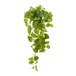 Pothos Hanging Plant - Garden Pot - 20 x 20 x 26cm by null, a Plants for sale on Style Sourcebook