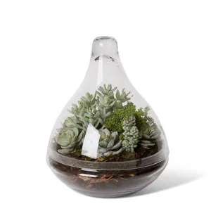 Senico Succulent Mix - Tessa Terrarium - 24 x 24 x 32cm by null, a Plants for sale on Style Sourcebook