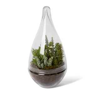 String of Buttons Sedum Mix - Tessa Terrarium - 22 x 22 x 44cm by null, a Plants for sale on Style Sourcebook