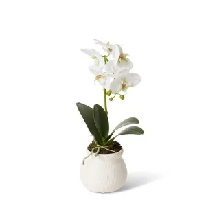 Phalaenopsis Grand - Wanda Vase - 18 x 15 x 45cm by null, a Plants for sale on Style Sourcebook