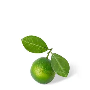 Lime Twig - 12 x 7 x 8cm by null, a Plants for sale on Style Sourcebook