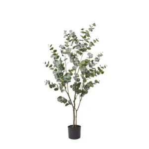 Eucalyptus Tree Green - 60cm x 50cm x 150cm by null, a Plants for sale on Style Sourcebook