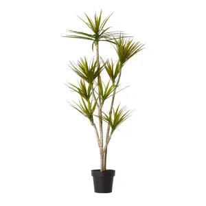 Yucca Tree - 70cm x 70cm x 150cm by null, a Plants for sale on Style Sourcebook