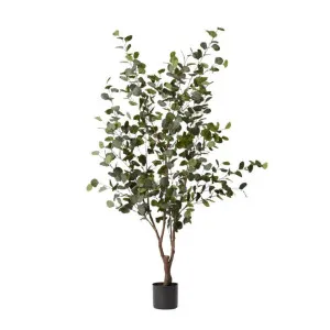 Eucalyptus Tree - 100cm x 100cm x 180cm by null, a Plants for sale on Style Sourcebook