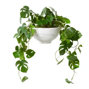 Monstera Ayanda Paper Mache Vessel White - 35cm x 35cm x 45cm by null, a Plants for sale on Style Sourcebook