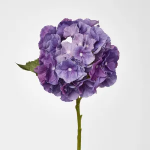 Susan Hydrangea Soft Touch Violet
 52cm by Florabelle Living, a Plants for sale on Style Sourcebook