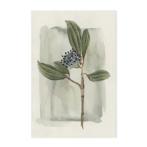 Viburnum Davidii by Gioia Wall Art, a Prints for sale on Style Sourcebook