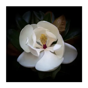 Magnolia Grandi Flora by Gioia Wall Art, a Prints for sale on Style Sourcebook