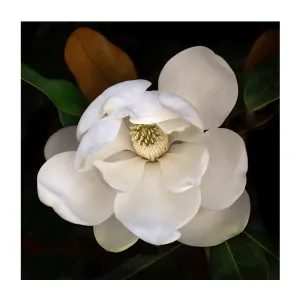 Sweetbay Magnolia by Gioia Wall Art, a Prints for sale on Style Sourcebook