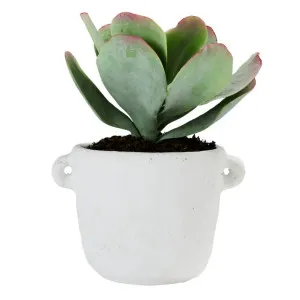 Flapjack Daylen Pot White & Green - 25cm x 25cm x 40cm by null, a Plant Holders for sale on Style Sourcebook